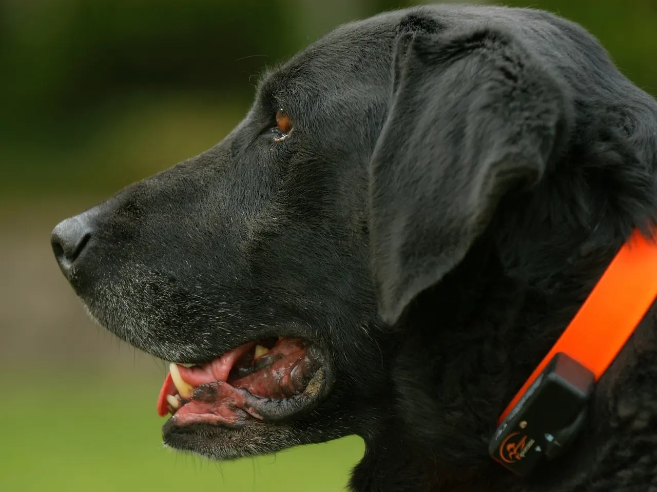 Siyah labrador retriever cinsi köpek portresi